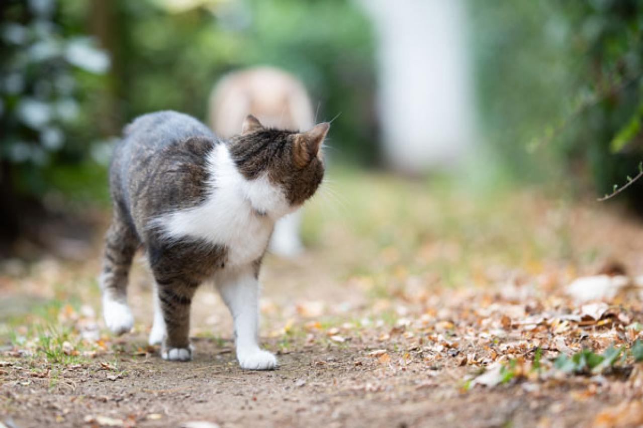 【猫の実話】庭の植木鉢から、猫が隠していたおもちゃがたくさん出てきたとき、涙が止まらなかった（画像2）