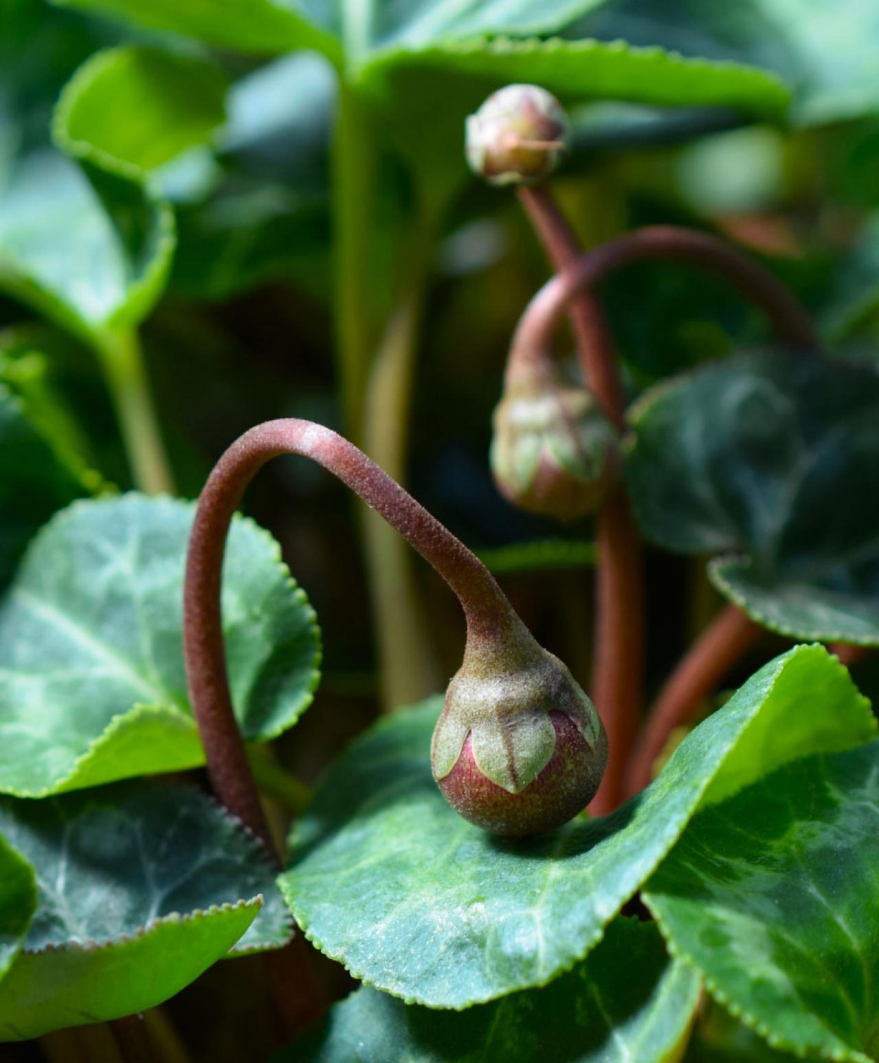 冬の定番！シクラメン＆ポインセチアのお手入れ方法と長く楽しむための簡単ガイド【ガーデニング】（画像4）