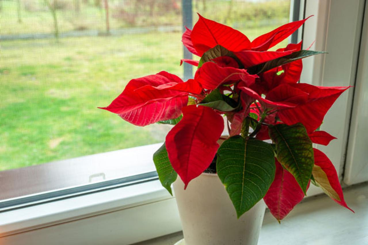 【ガーデニング】真っ赤なカラーが目を引く冬の定番鉢花！【シクラメンとポインセチア】を大事に育ててずっと楽しむ（画像8）