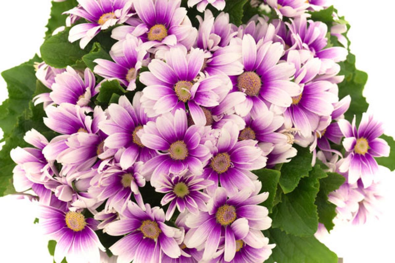 プレゼントにも最適！クリスマスを彩るおしゃれな鉢花［7選］の特集【ガーデニング】（画像13）