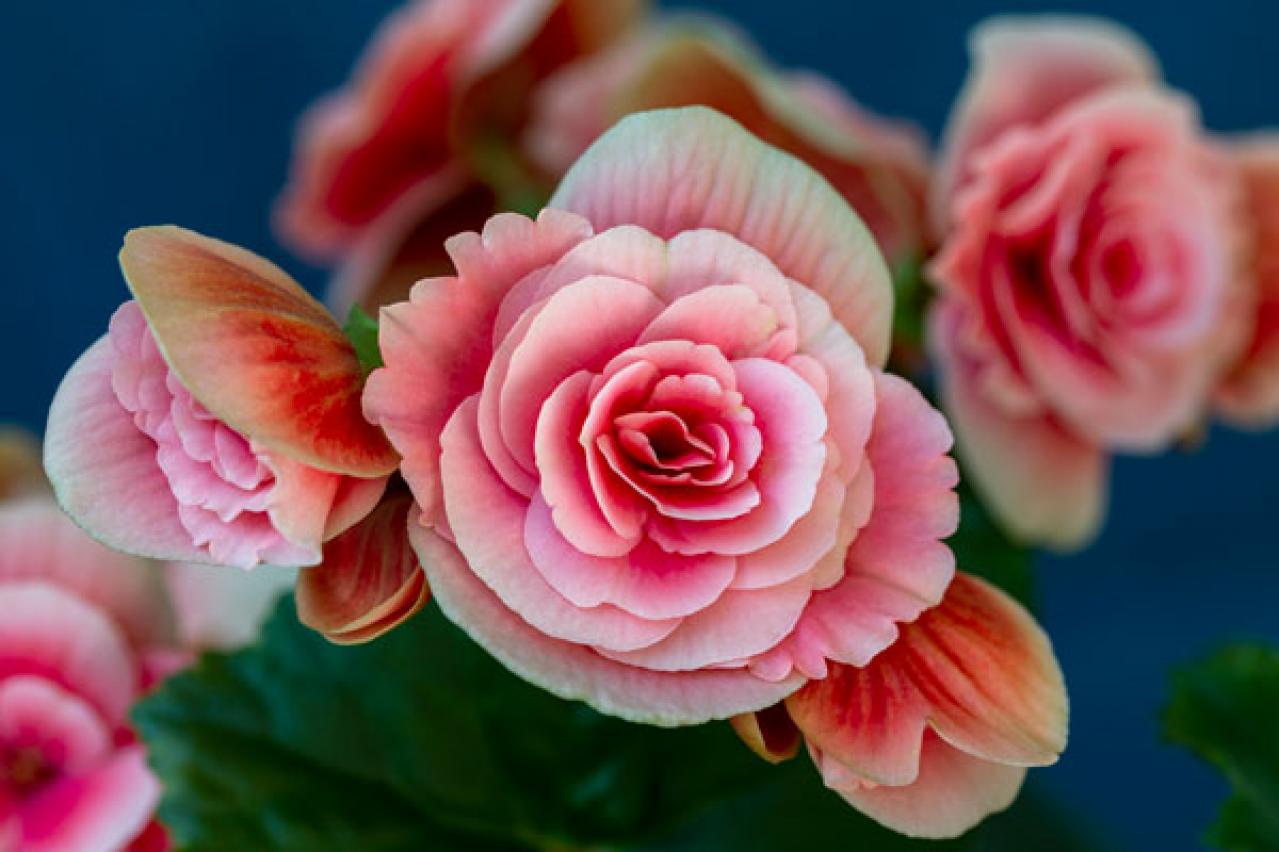 プレゼントにも最適！クリスマスを彩るおしゃれな鉢花［7選］の特集【ガーデニング】（画像3）