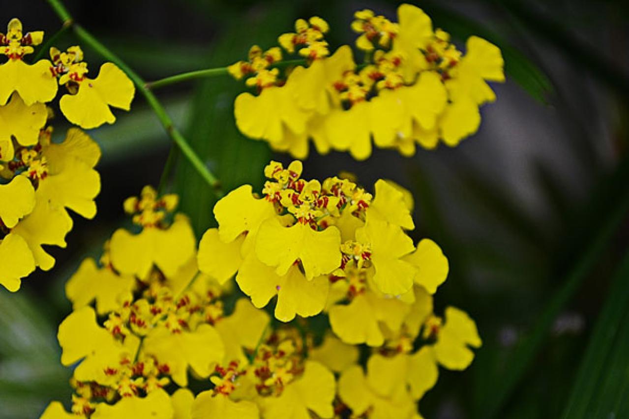 プレゼントにも最適！クリスマスを彩るおしゃれな鉢花［7選］の特集【ガーデニング】（画像8）