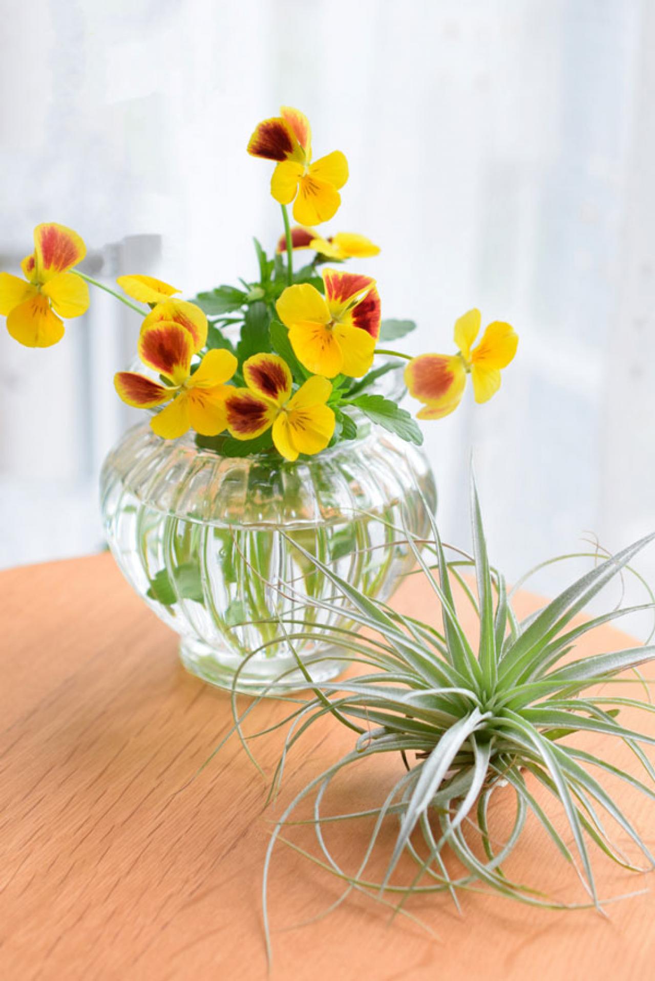 【ガーデニング】寒さの中で咲き続けるパンジー＆ビオラ  春には大株に！（画像6）