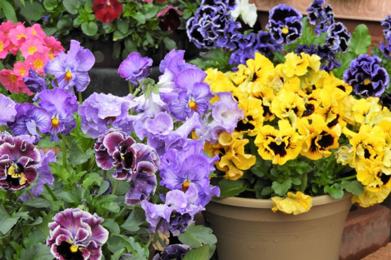 【ガーデニング】寒さの中で咲き続けるパンジー＆ビオラ  春には大株に！（画像3）
