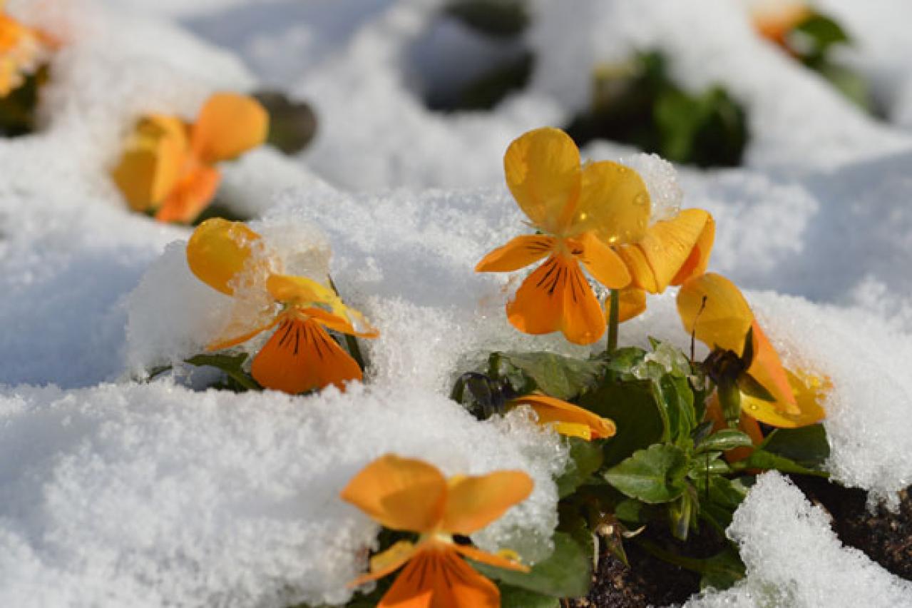 【ガーデニング】寒さの中で咲き続けるパンジー＆ビオラ  春には大株に！（画像4）