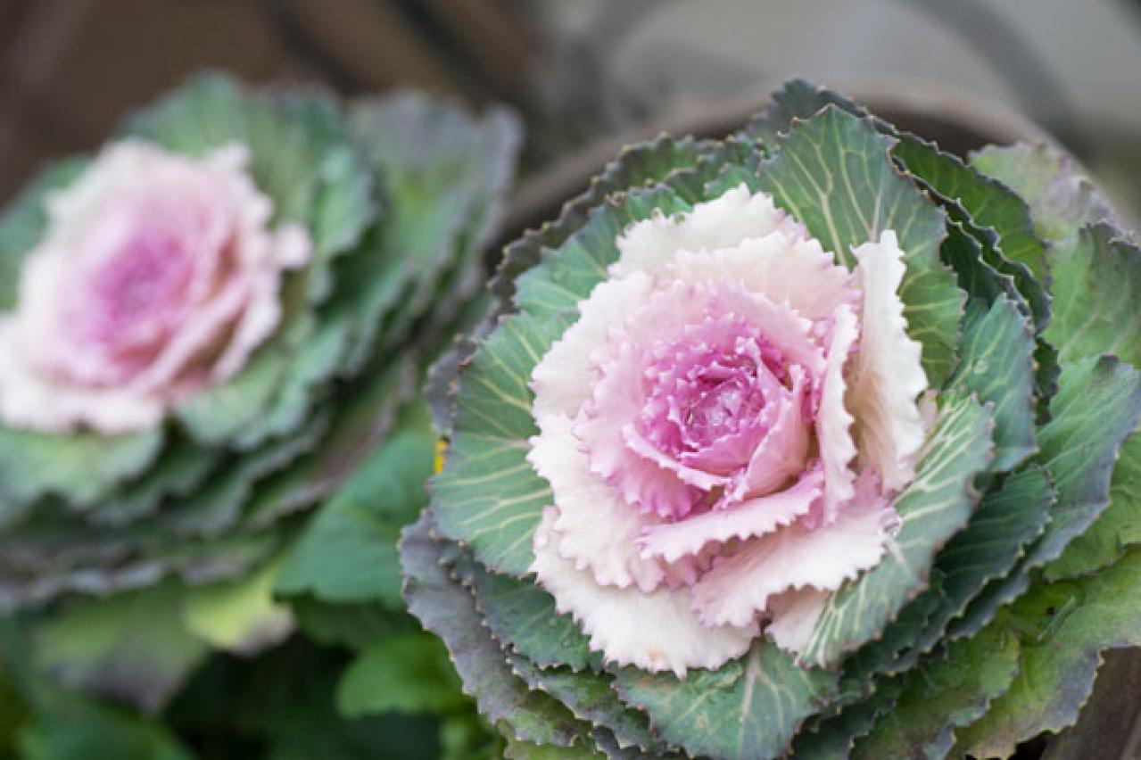 【ガーデニング】華やかな鉢植えを楽しむ。冬の花おすすすめ【7選】（画像2）