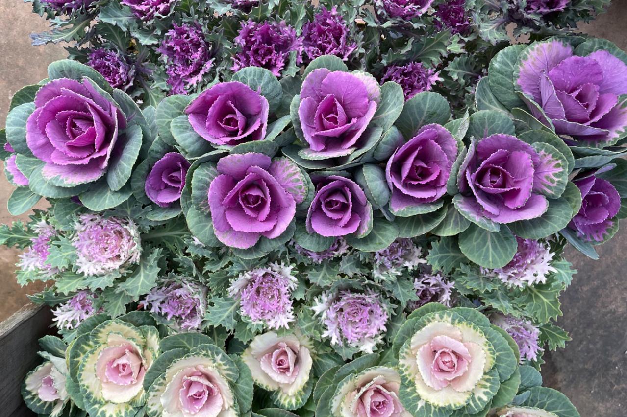 【ガーデニング】華やかな鉢植えを楽しむ。冬の花おすすすめ【7選】