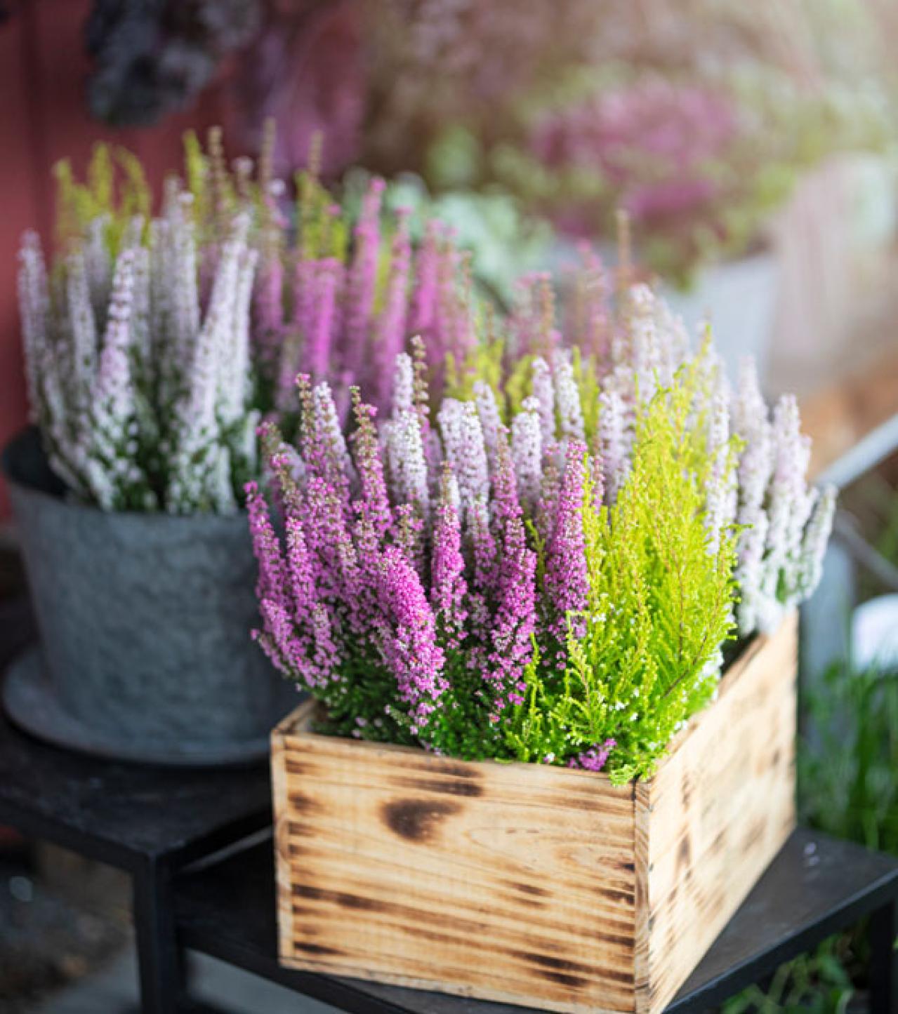 【ガーデニング】華やかな鉢植えを楽しむ。冬の花おすすすめ【7選】（画像9）