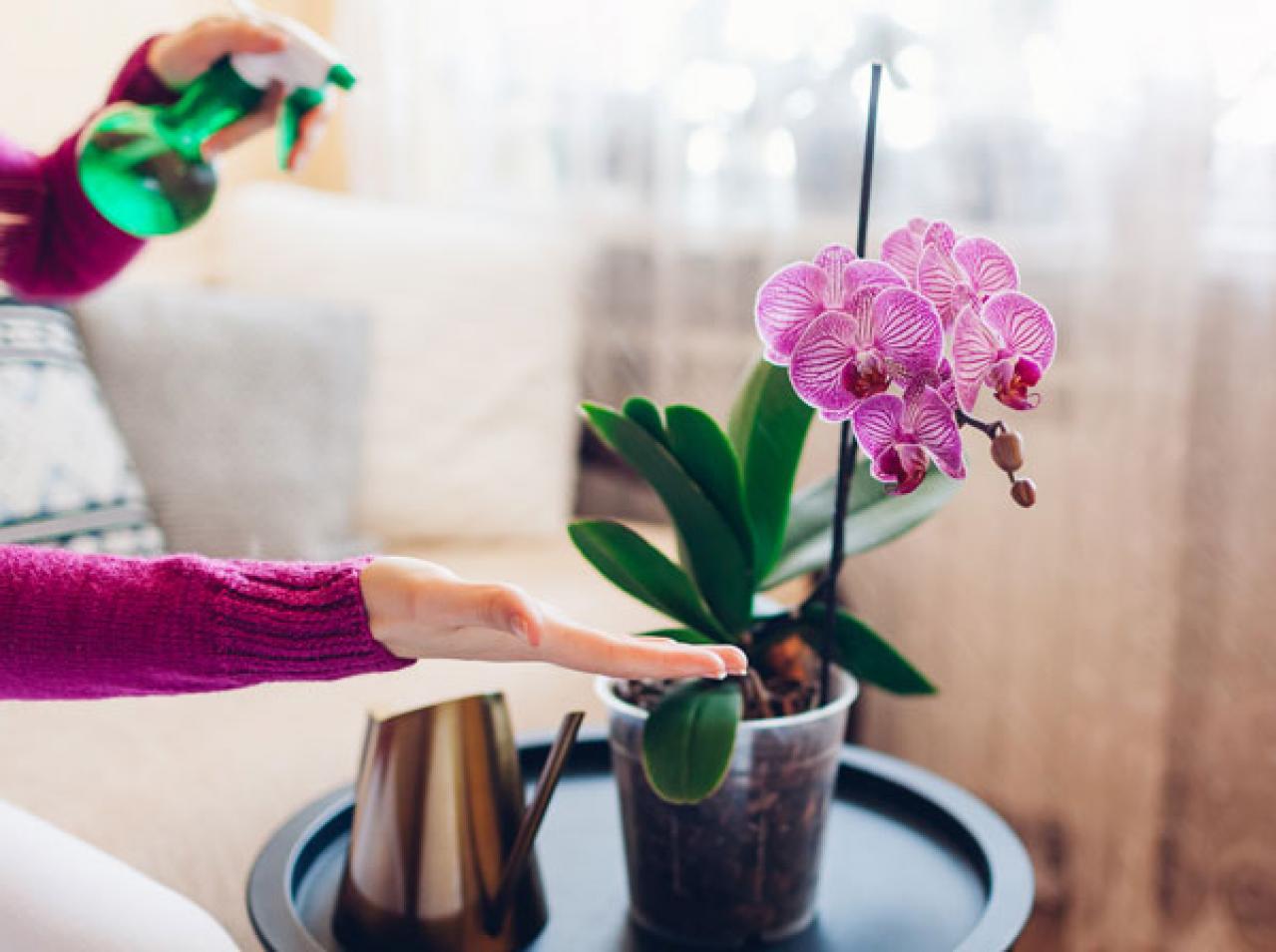 【ガーデニング】華やかな鉢植えを楽しむ。冬の花おすすすめ【7選】（画像5）