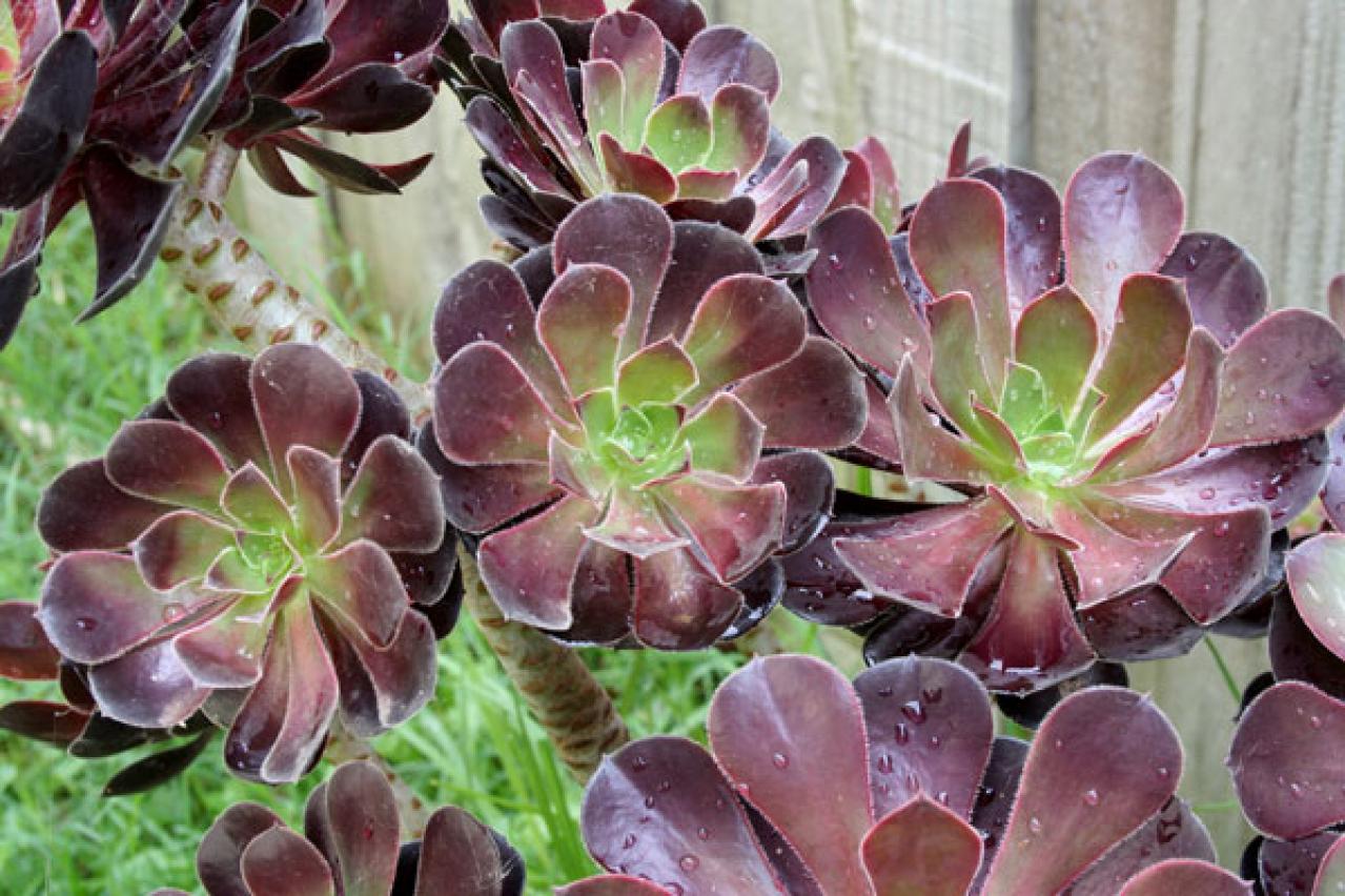 【ガーデニング】かわいい多肉植物たちを冬の間に枯らさないコツは？（画像4）