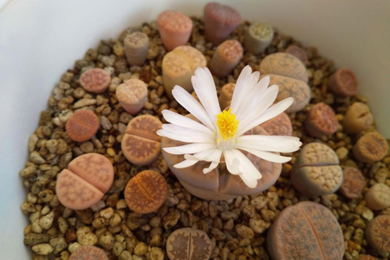 【ガーデニング】かわいい多肉植物たちを冬の間に枯らさないコツは？（画像3）