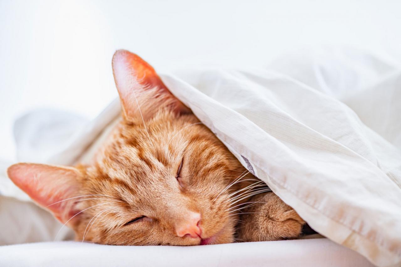 「もう少し寝たいのに朝早く目覚めてしまう」ときの解決法は？お疲れ世代の【睡眠４大悩み】にお答え！