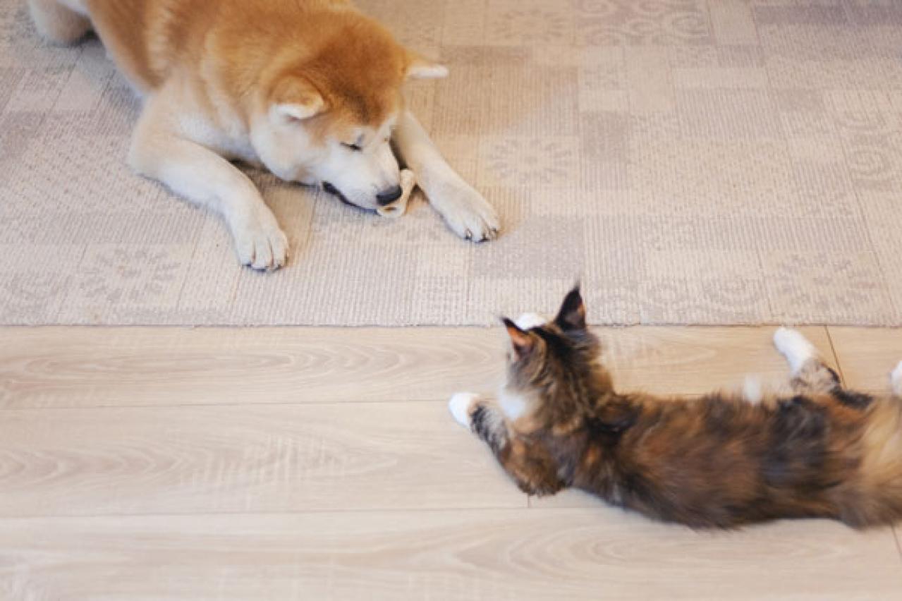 【猫の実話】母猫とはぐれた？ひもじさに震えて、ぴったりくっついて離れない2匹の子猫が、幸せをつかむまで（画像4）