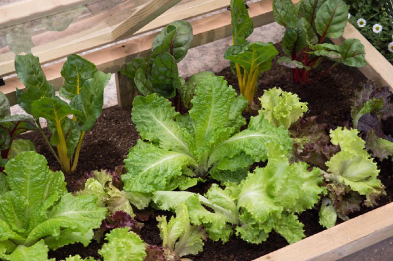 寒さが味方の【キッチン菜園】節約しながらおしゃれが叶う！【ガーデニング】（画像2）