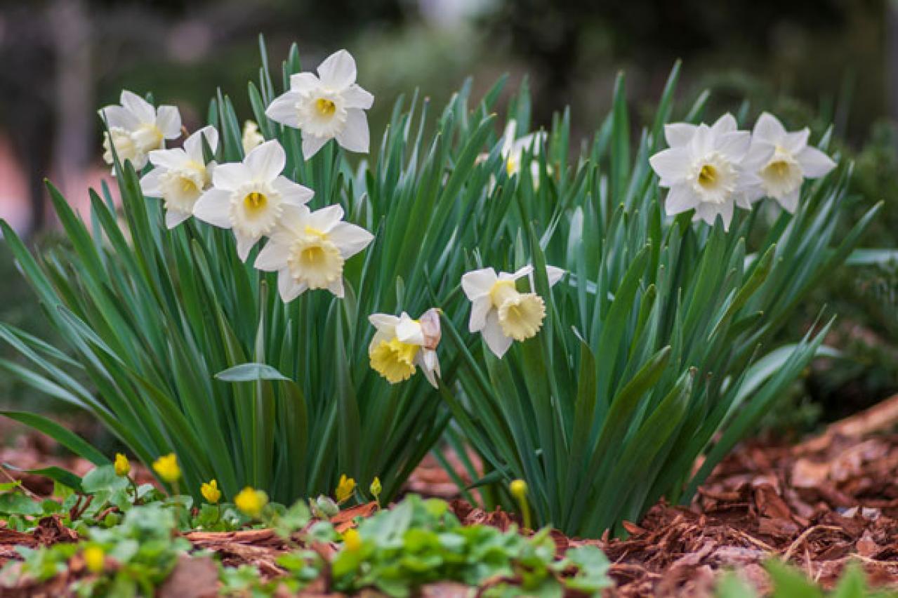 植えっぱなしで長く楽しめる！早春に咲く球根の花［7選］初心者にも育てやすい（画像6）