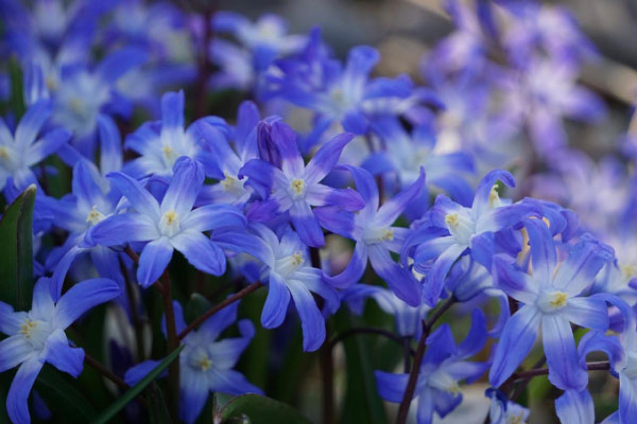 植えっぱなしで長く楽しめる！早春に咲く球根の花［7選］初心者にも育てやすい（画像5）