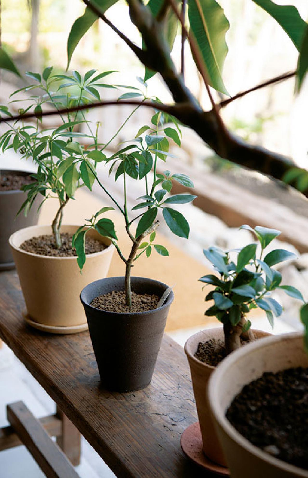 北中植物商店オーナー夫妻の自宅。散る間際の花の飾り方とは？「朽ちてしまっても花は楽しめます」（画像4）