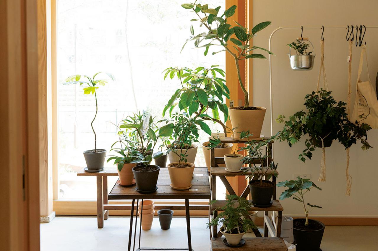 北中植物商店オーナー夫妻の自宅。散る間際の花の飾り方とは？「朽ちてしまっても花は楽しめます」（画像7）