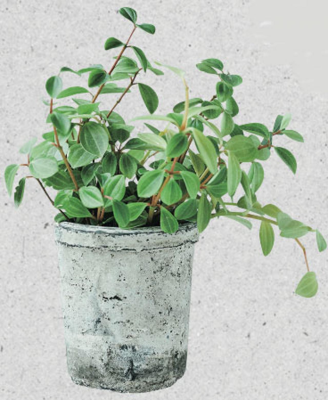 ニトリもイケアも…心地いい暮らしを生む【21の日用品】シンプルライフ研究家 マキさんが公開（画像4）