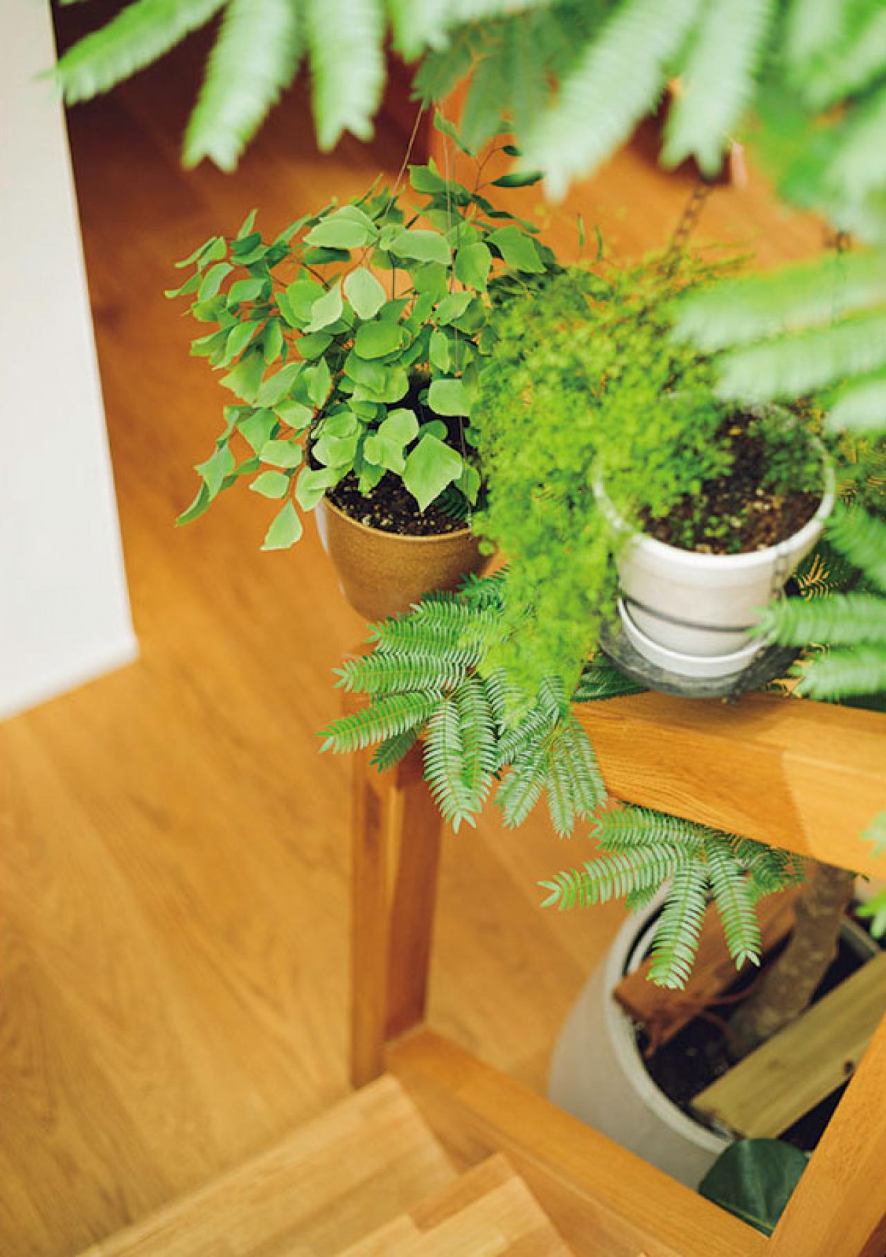 植物と暮らす幸福感ってこんな感じ！　人気インスタグラマーの「光と土を大切にした」インテリア（画像4）