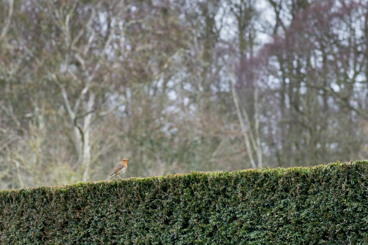 【イギリス流】ガーデナーの冬の楽しみ方。ウィンターガーデンとアフタヌーンティーの魅力（画像8）