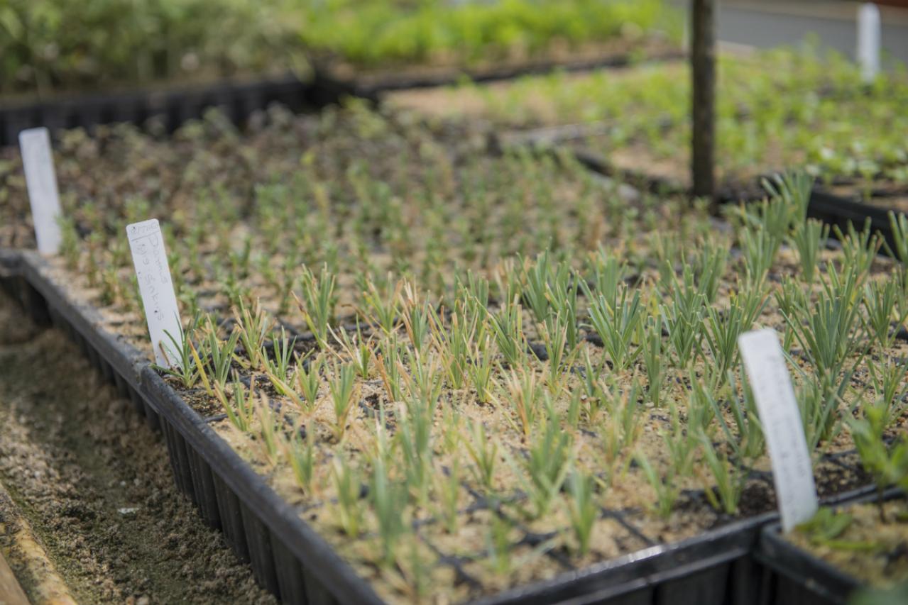 【イギリス流】ガーデナーの冬の楽しみ方。ウィンターガーデンとアフタヌーンティーの魅力（画像3）