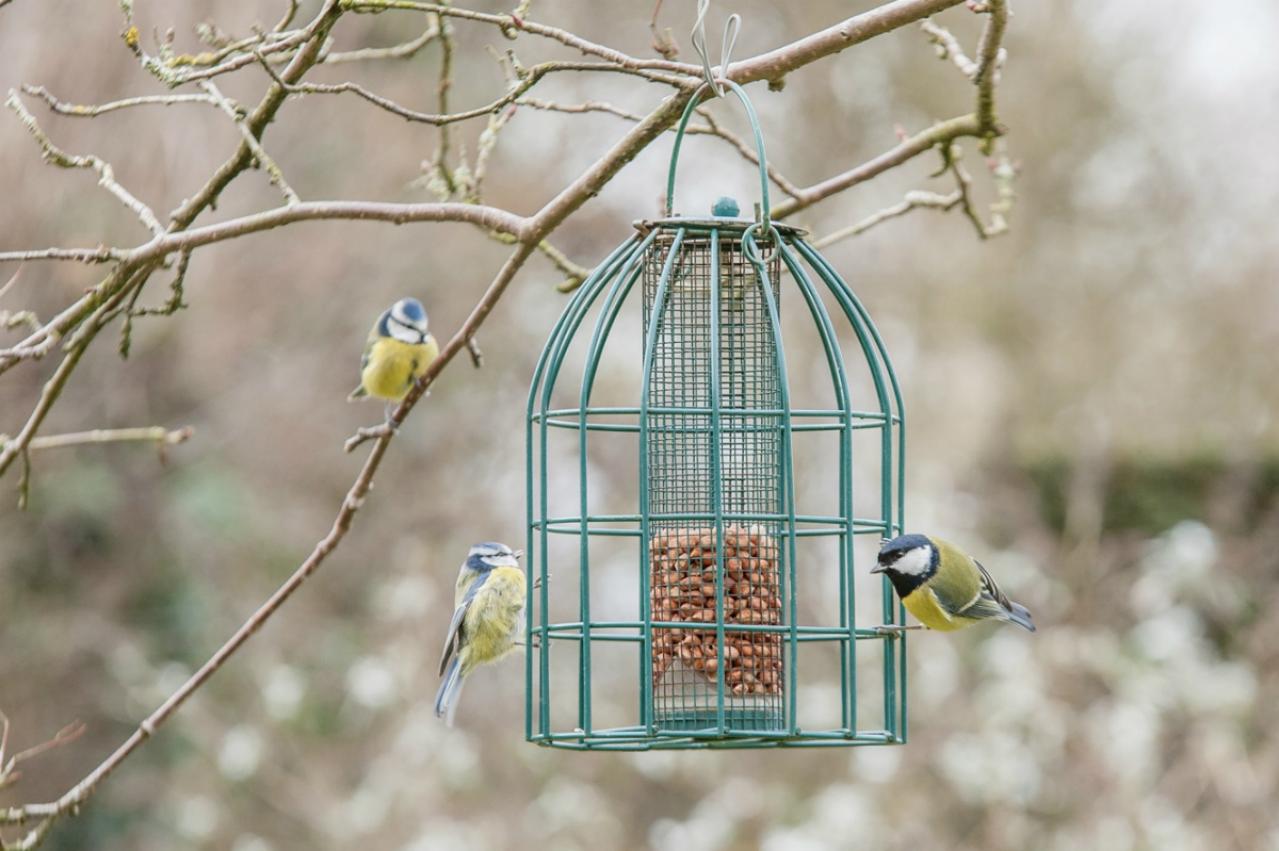 【イギリス流】ガーデナーの冬の楽しみ方。ウィンターガーデンとアフタヌーンティーの魅力（画像7）