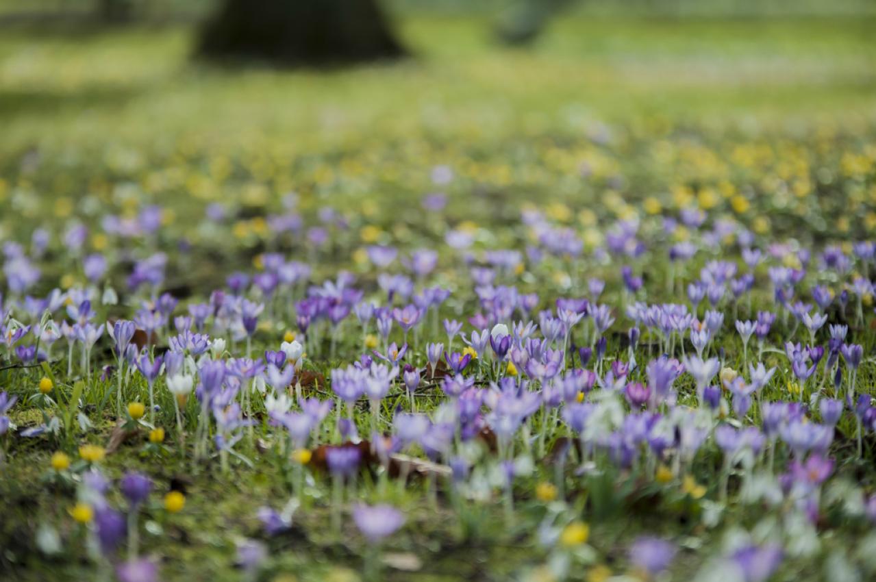 【イギリス流】ガーデナーの冬の楽しみ方。ウィンターガーデンとアフタヌーンティーの魅力（画像2）