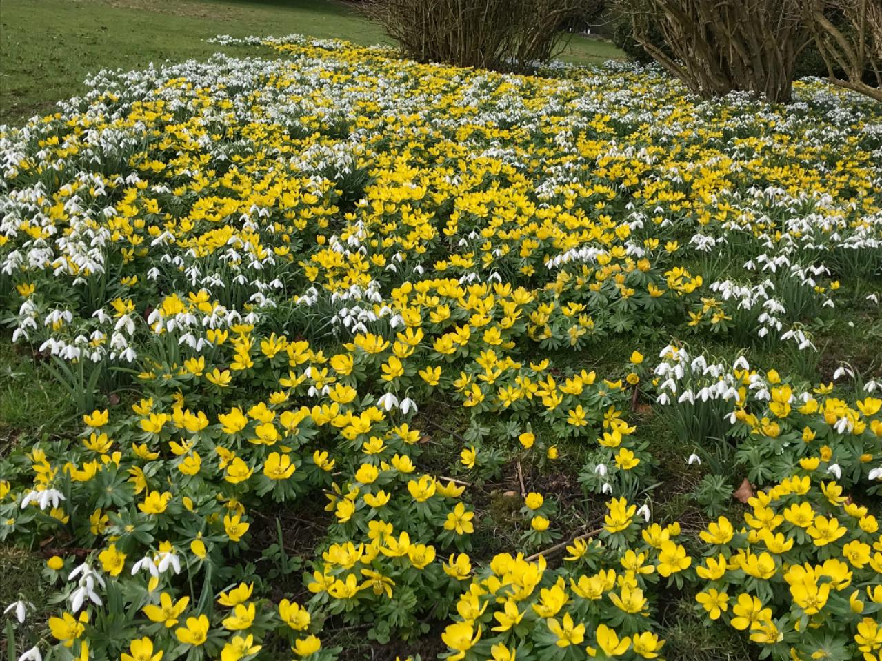 【イギリス流】ガーデナーの冬の楽しみ方。ウィンターガーデンとアフタヌーンティーの魅力（画像6）
