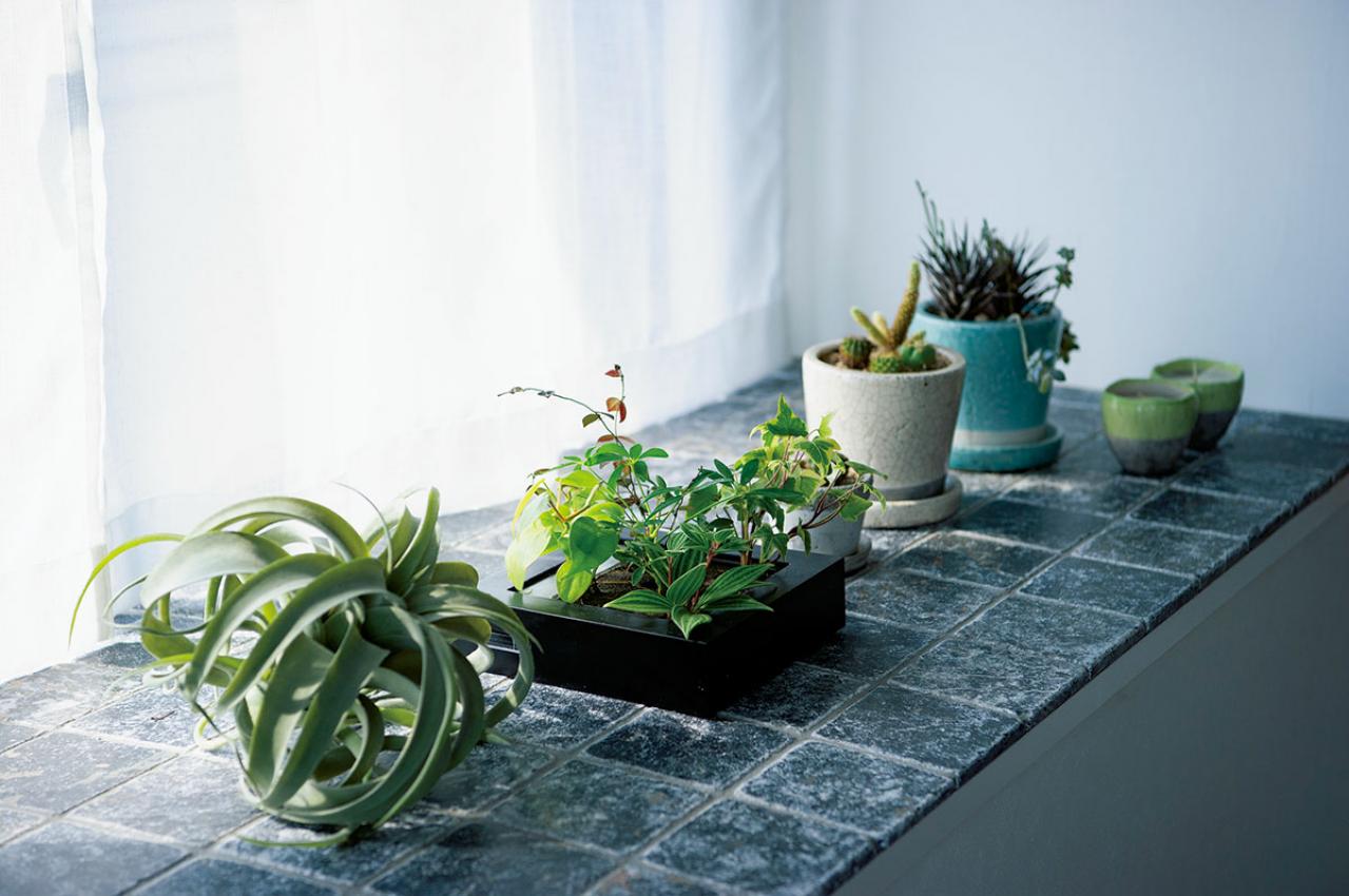 中古マンションをグリーンファーストでフルリノベ。「植物は一代で終わらせない」室内インテリア【mi*さん】（画像9）