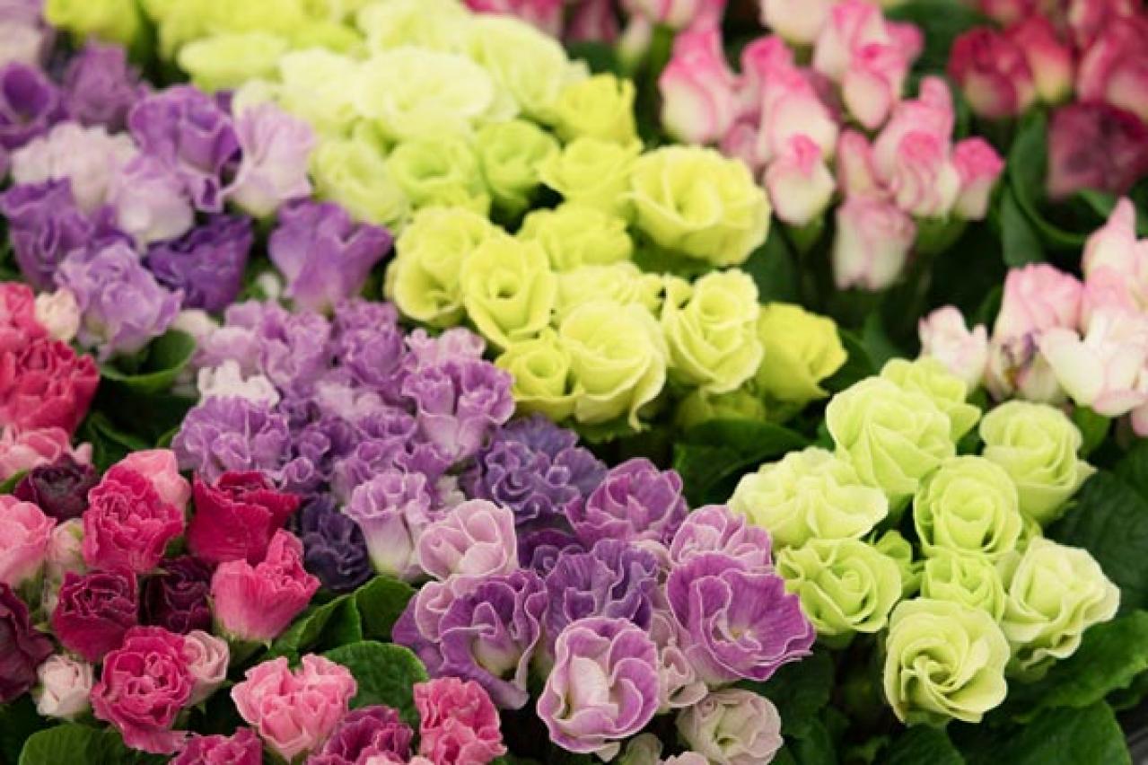 春を先取りする「プリムラの花」で玄関先をカラフルに彩る！初心者OKの【ガーデニング】　（画像3）