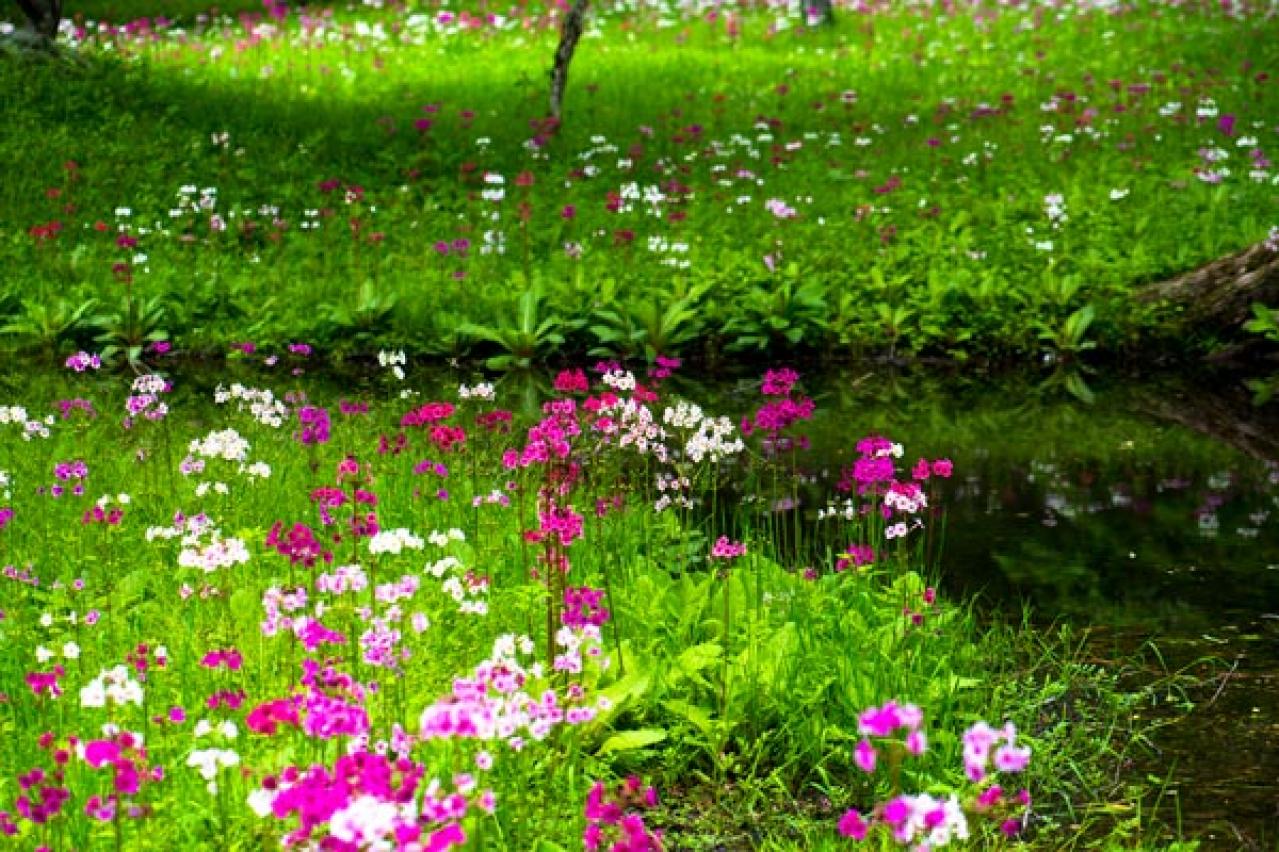 春を先取りする「プリムラの花」で玄関先をカラフルに彩る！初心者OKの【ガーデニング】　（画像9）