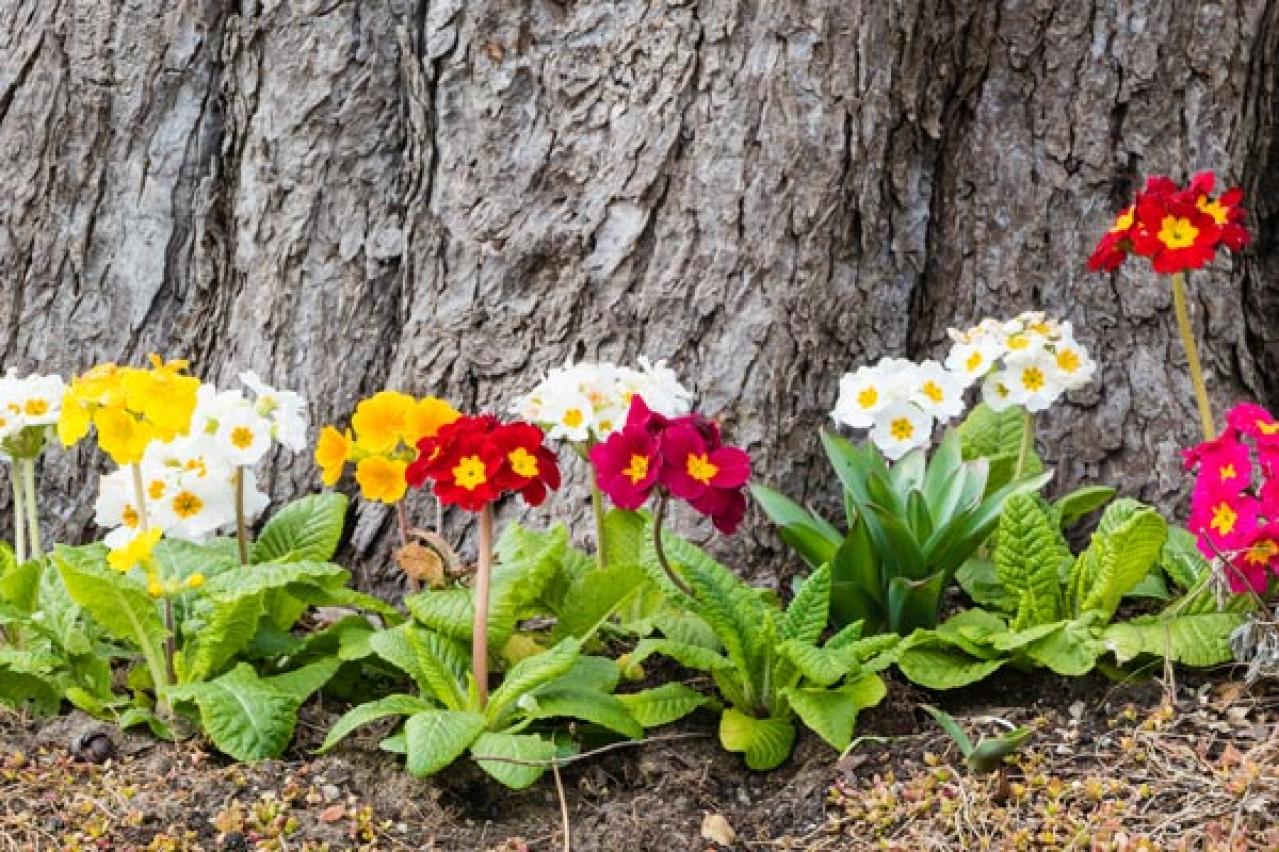 春を先取りする「プリムラの花」で玄関先をカラフルに彩る！初心者OKの【ガーデニング】　（画像4）