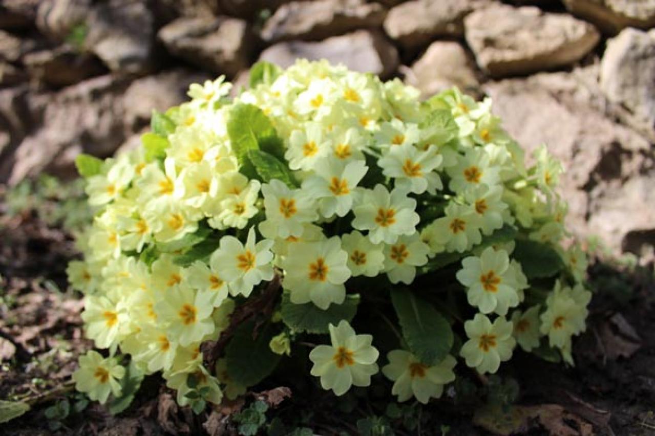 春を先取りする「プリムラの花」で玄関先をカラフルに彩る！初心者OKの【ガーデニング】　（画像7）