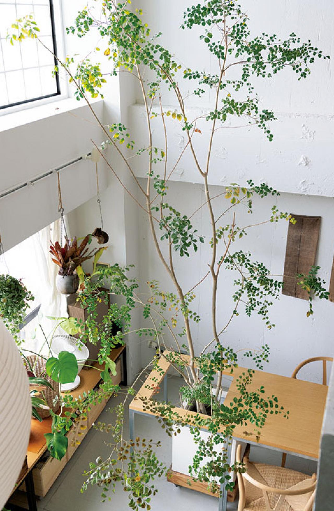 中古マンションだけど「森に住んでいる感じ！」部屋に大きな木のある【インテリア実例】（画像4）