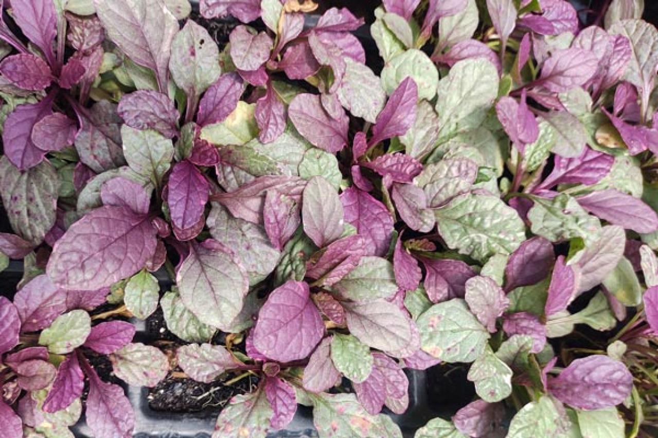 【ガーデニング】かわいい花も楽しめる「グラウンドカバー」8選。雑草も生えにくくなる！（画像9）