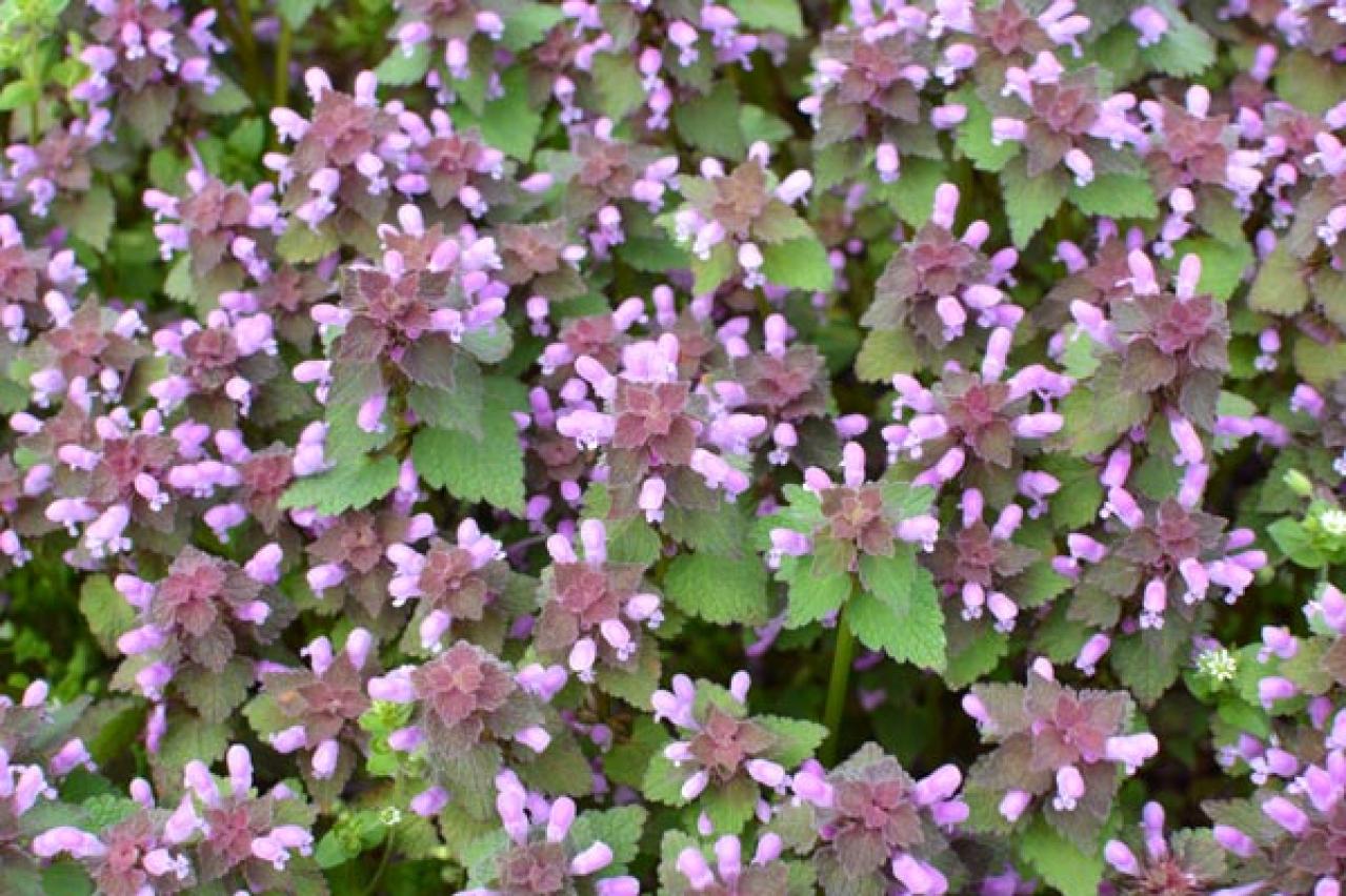 【ガーデニング】花のカーペットで雑草を防ぐ！「グラウンドカバー」８選で庭のおしゃれ感アップ!（画像5）