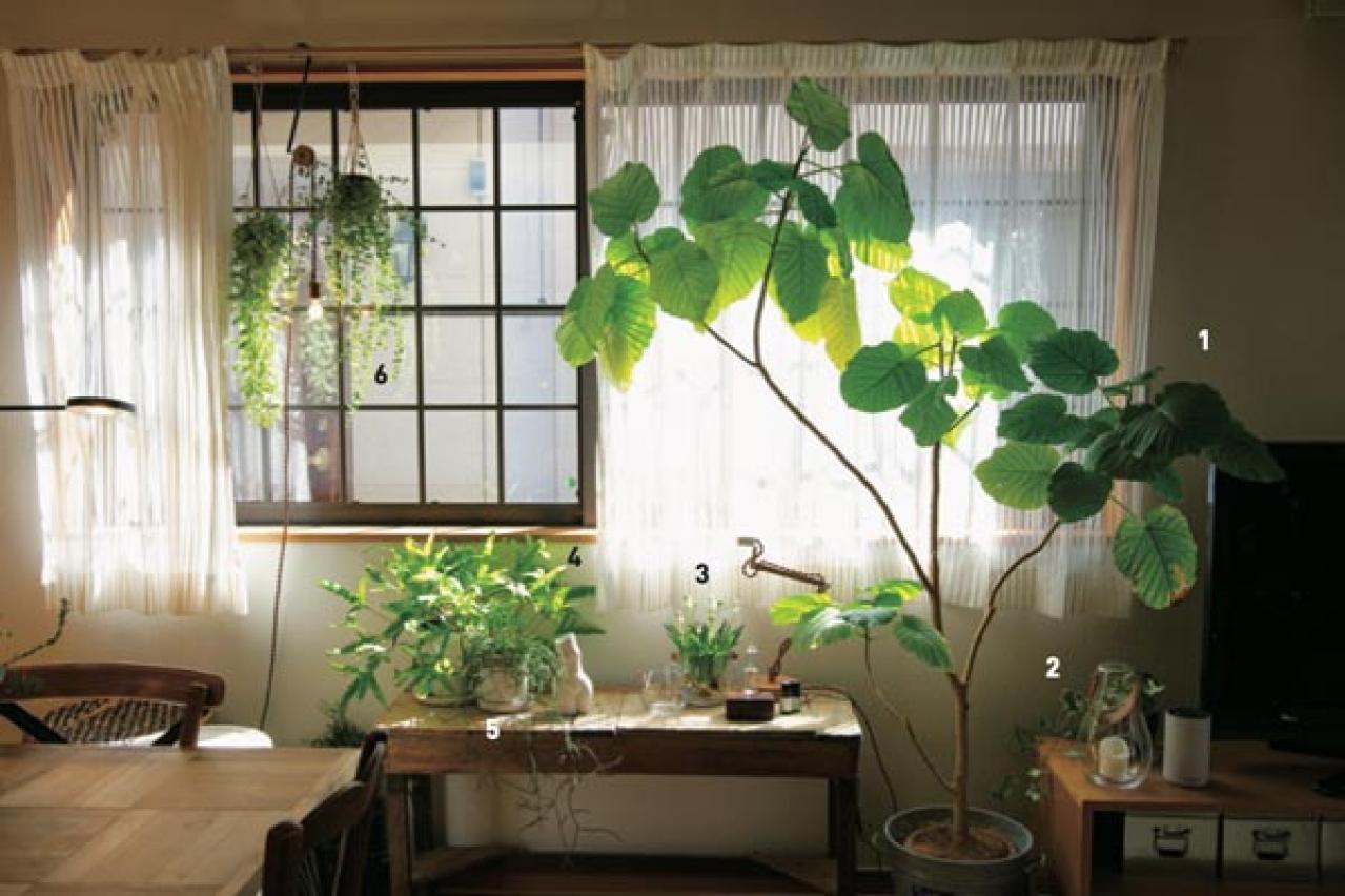 グリーンを家じゅうにバランスよく置く【実例】切り花を枯れる間際まで楽しむコツは？人気インスタグラマーの自宅拝見（画像3）