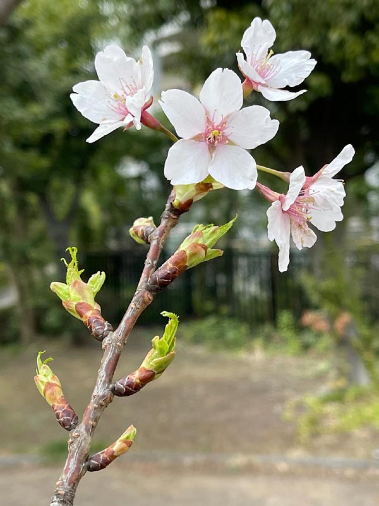 失敗しない桜撮影！スマホで映える9つのテクニックをプロが伝授（画像5）