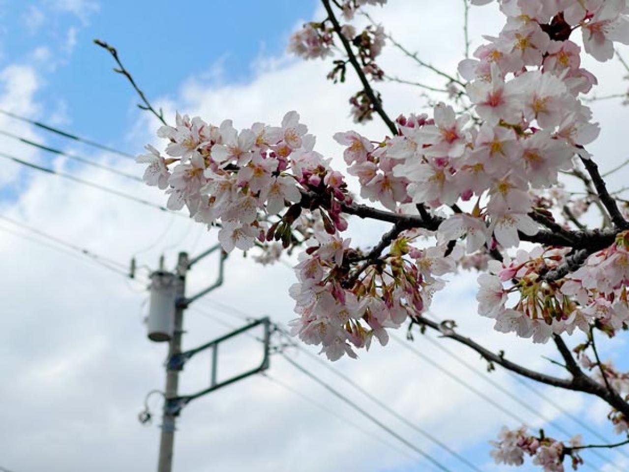 失敗しない桜撮影！スマホで映える9つのテクニックをプロが伝授（画像8）