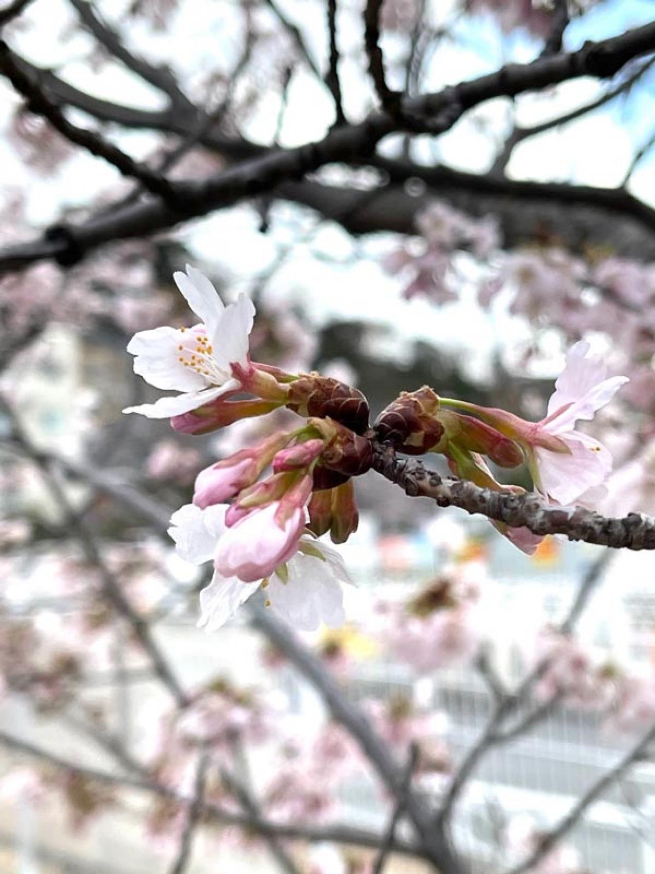 失敗しない桜撮影！スマホで映える9つのテクニックをプロが伝授（画像2）
