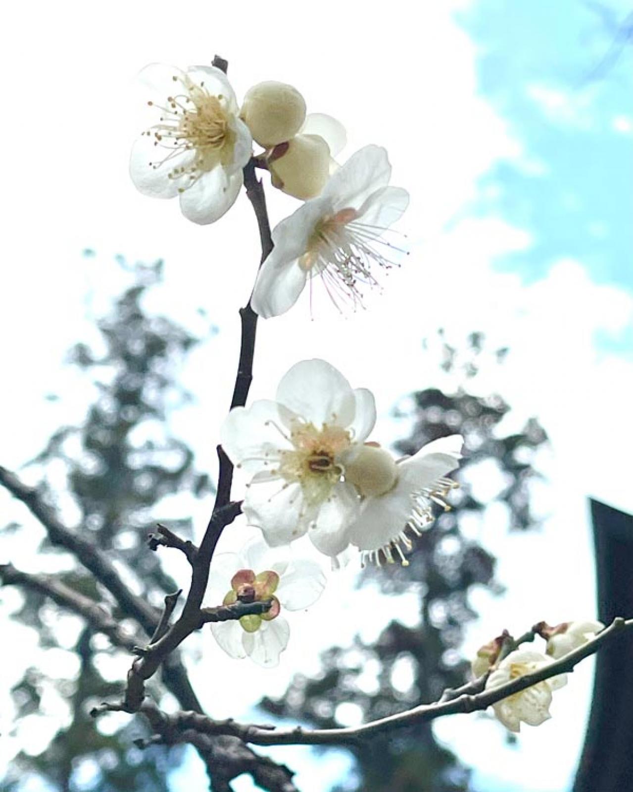 失敗しない桜撮影！スマホで映える9つのテクニックをプロが伝授（画像11）