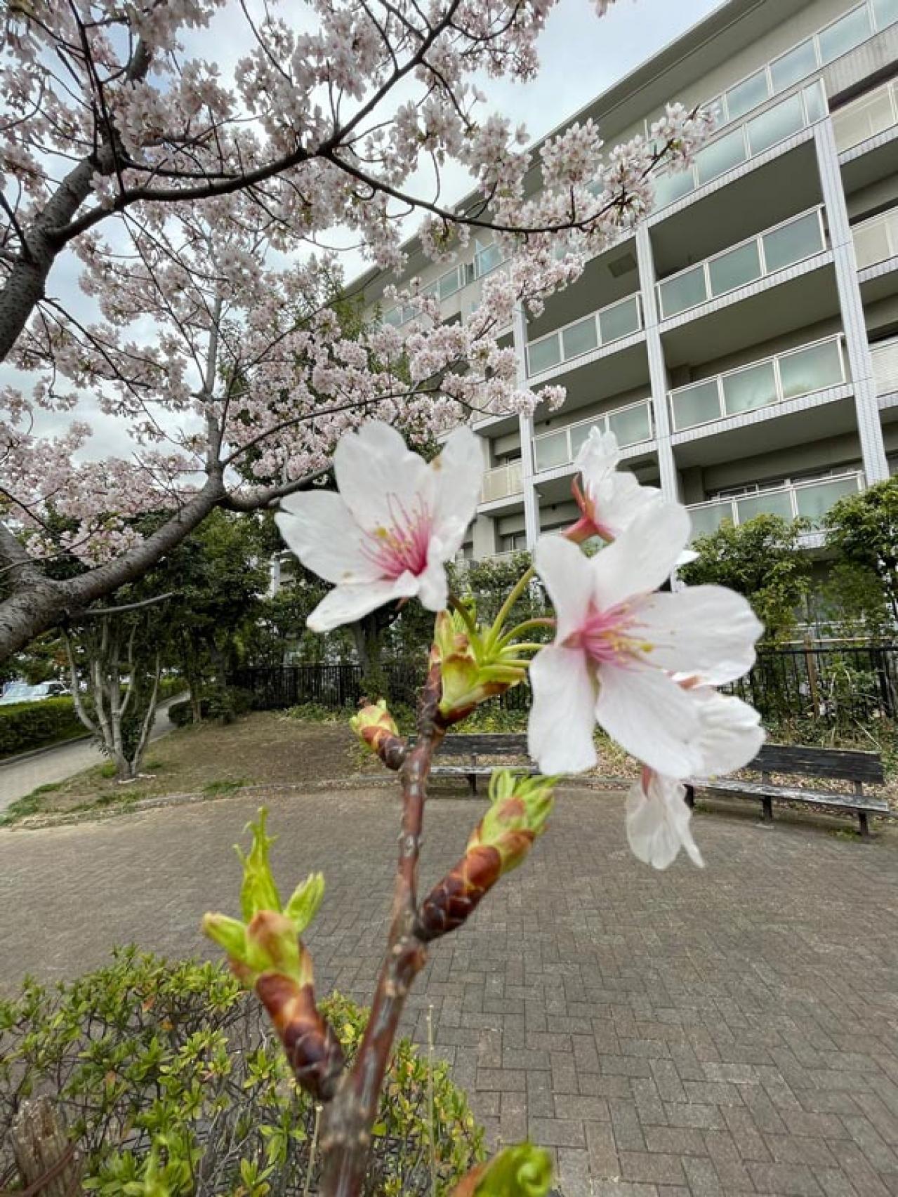 失敗しない桜撮影！スマホで映える9つのテクニックをプロが伝授（画像12）