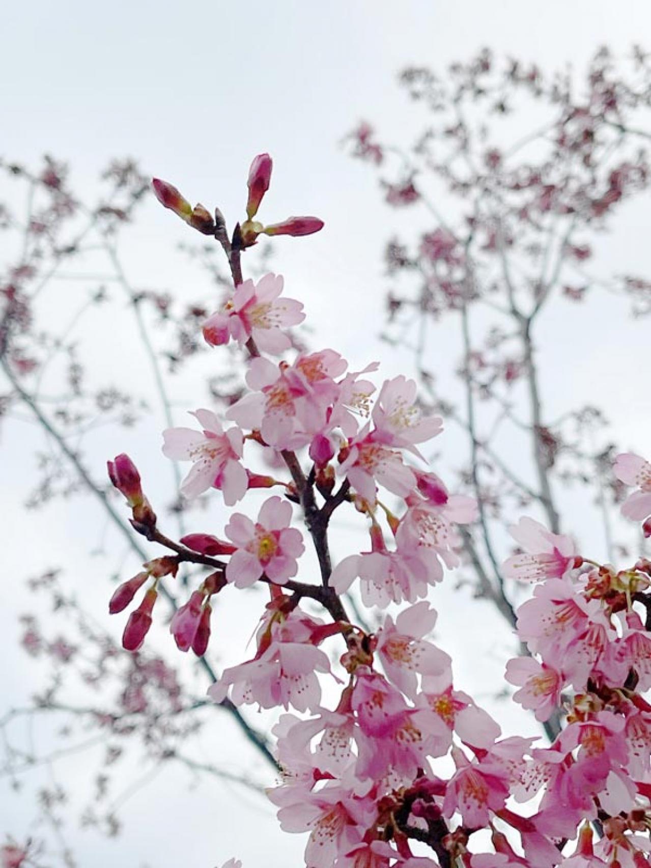 失敗しない桜撮影！スマホで映える9つのテクニックをプロが伝授（画像15）