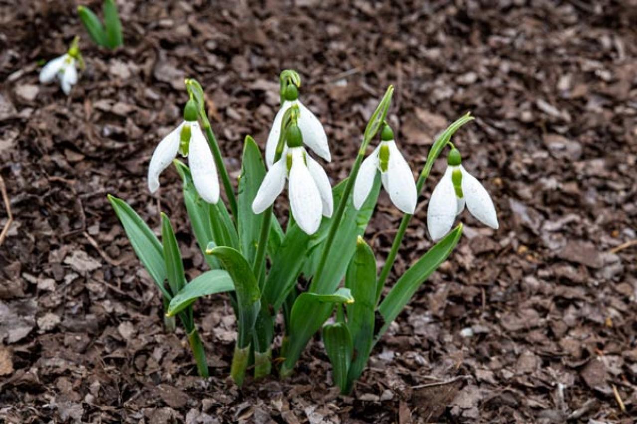 【ガーデニング】春の妖精を咲かせたい！　８種のスプリング・エフェメラル【毎年彩る多年草】（画像7）