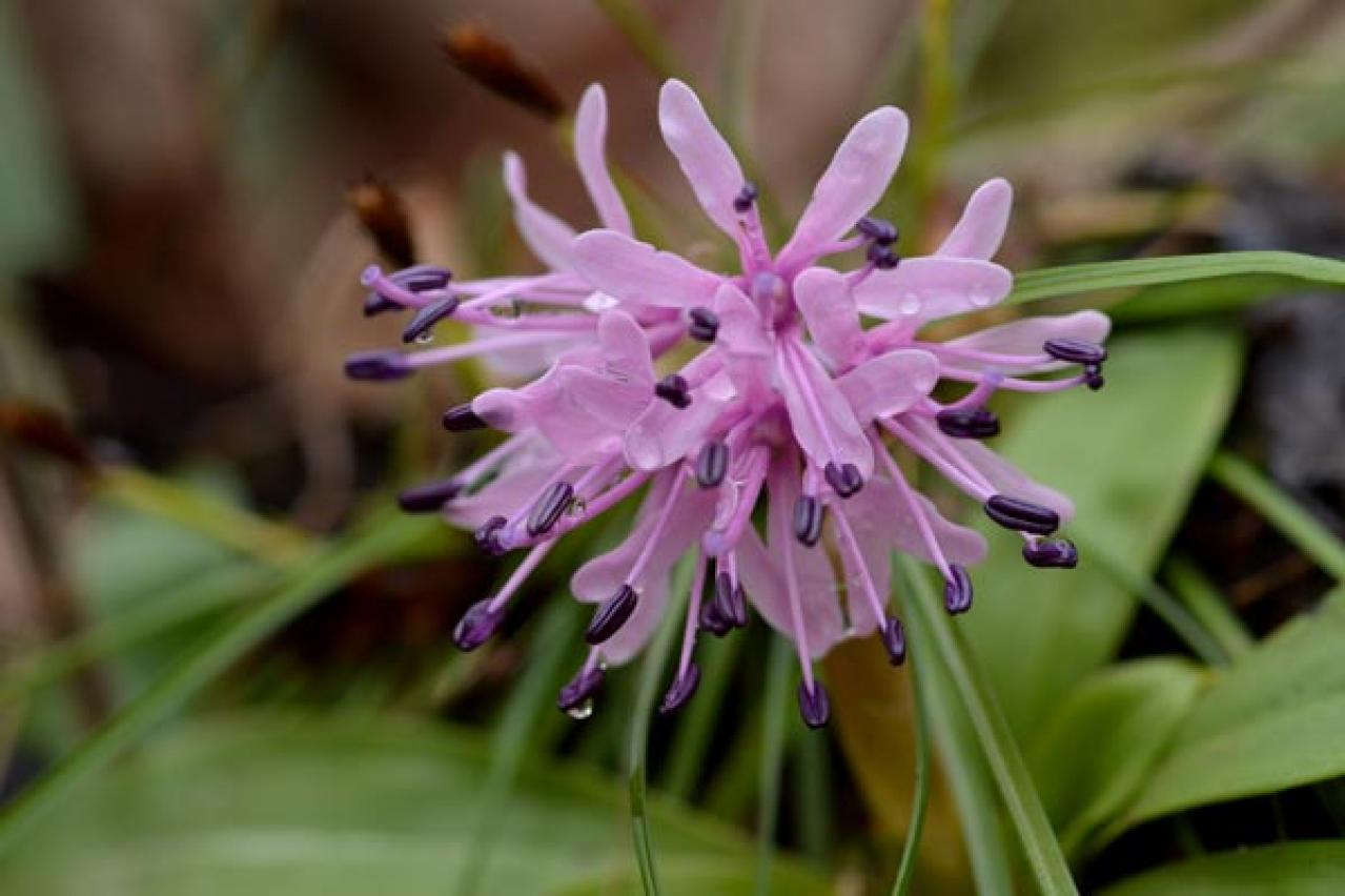 【ガーデニング】春の妖精を咲かせたい！　８種のスプリング・エフェメラル【毎年彩る多年草】（画像8）