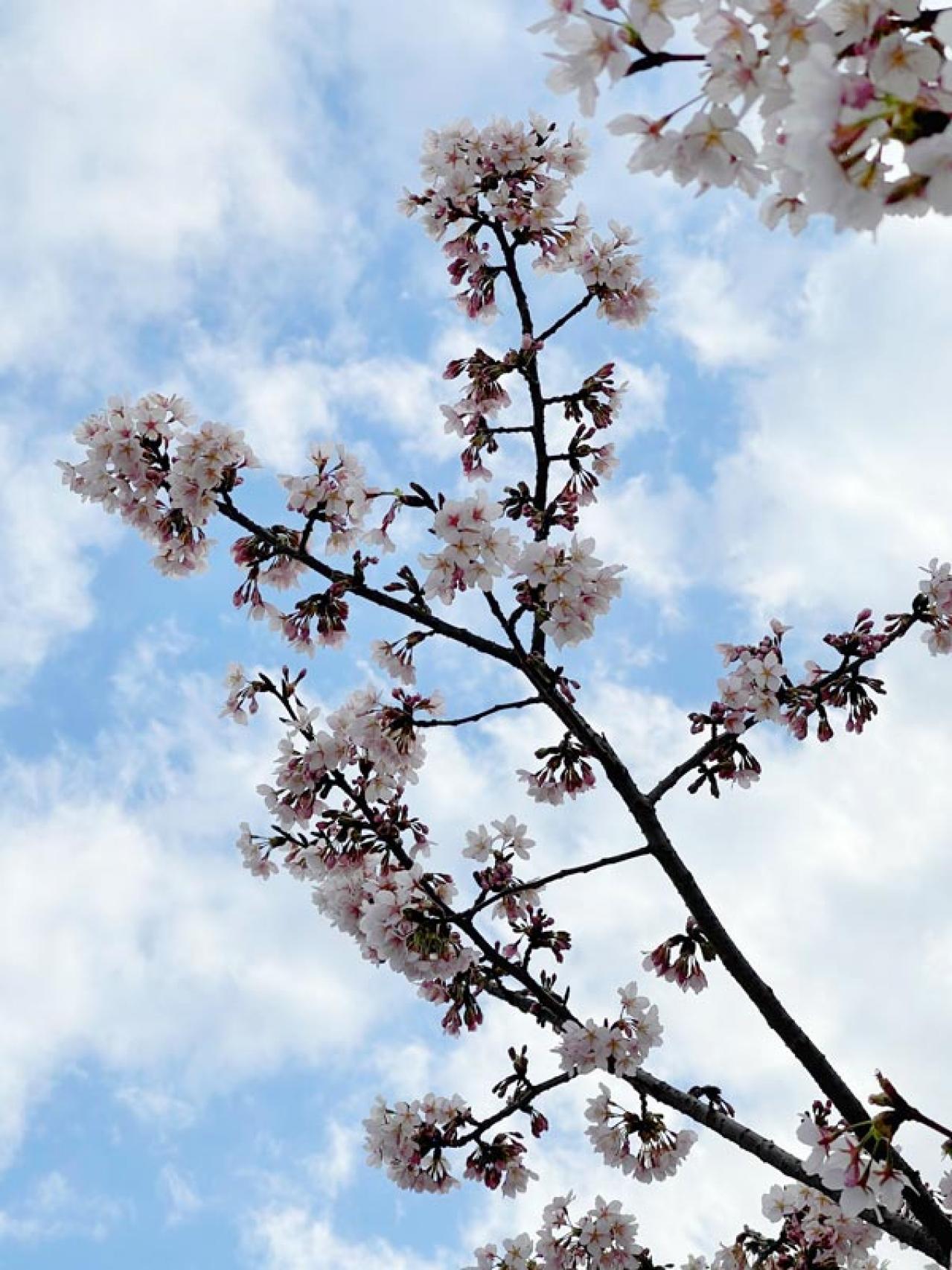 失敗しない桜撮影！スマホで映える9つのテクニックをプロが伝授（画像9）