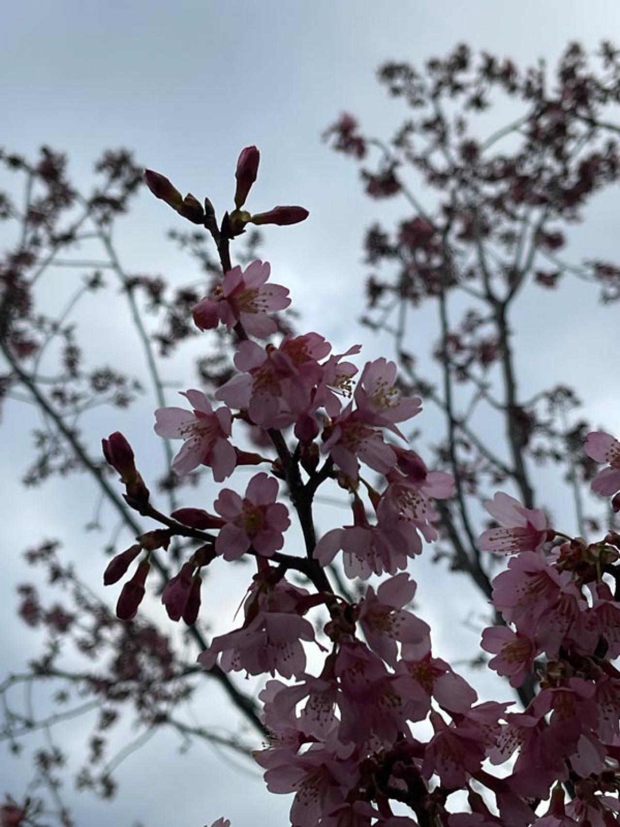 失敗しない桜撮影！スマホで映える9つのテクニックをプロが伝授（画像14）