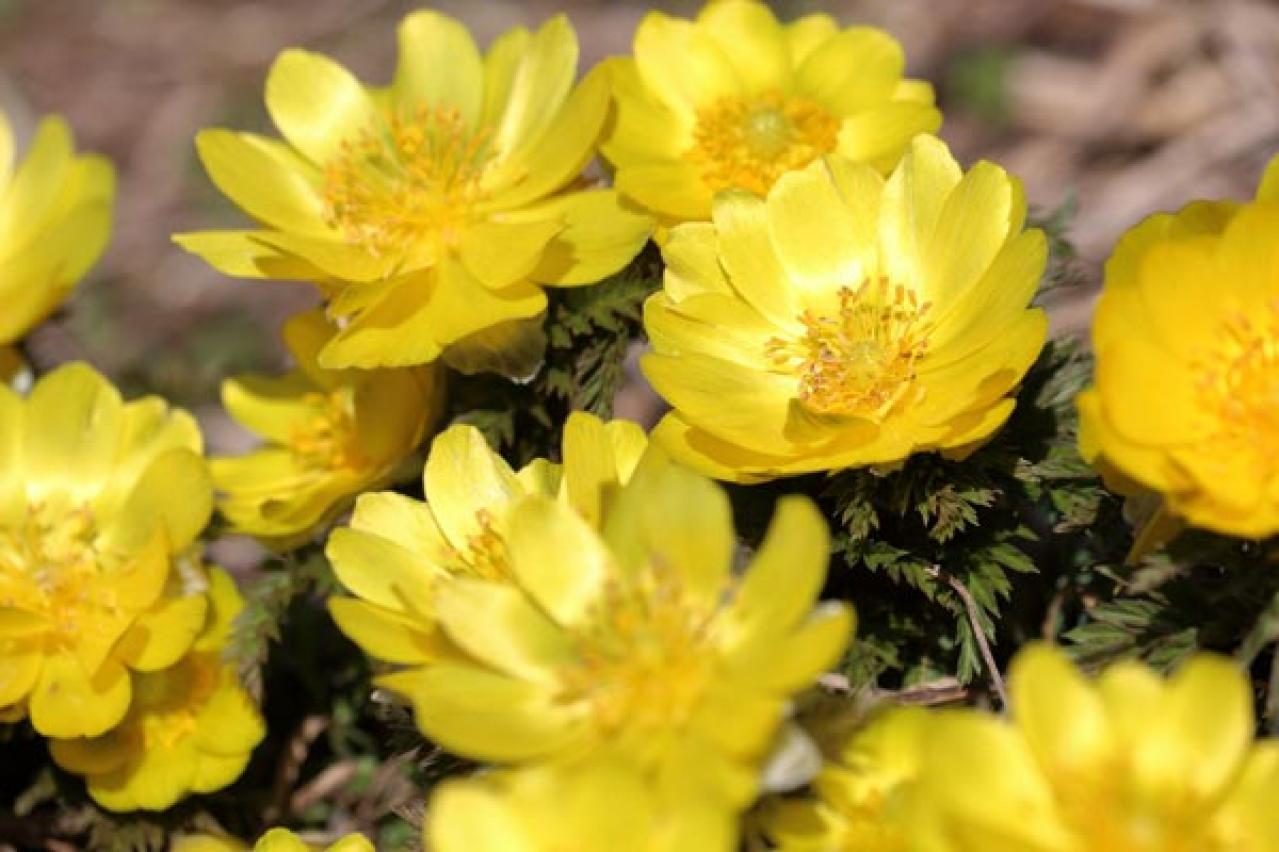 【ガーデニング】春の妖精を咲かせたい！　８種のスプリング・エフェメラル【毎年彩る多年草】（画像3）