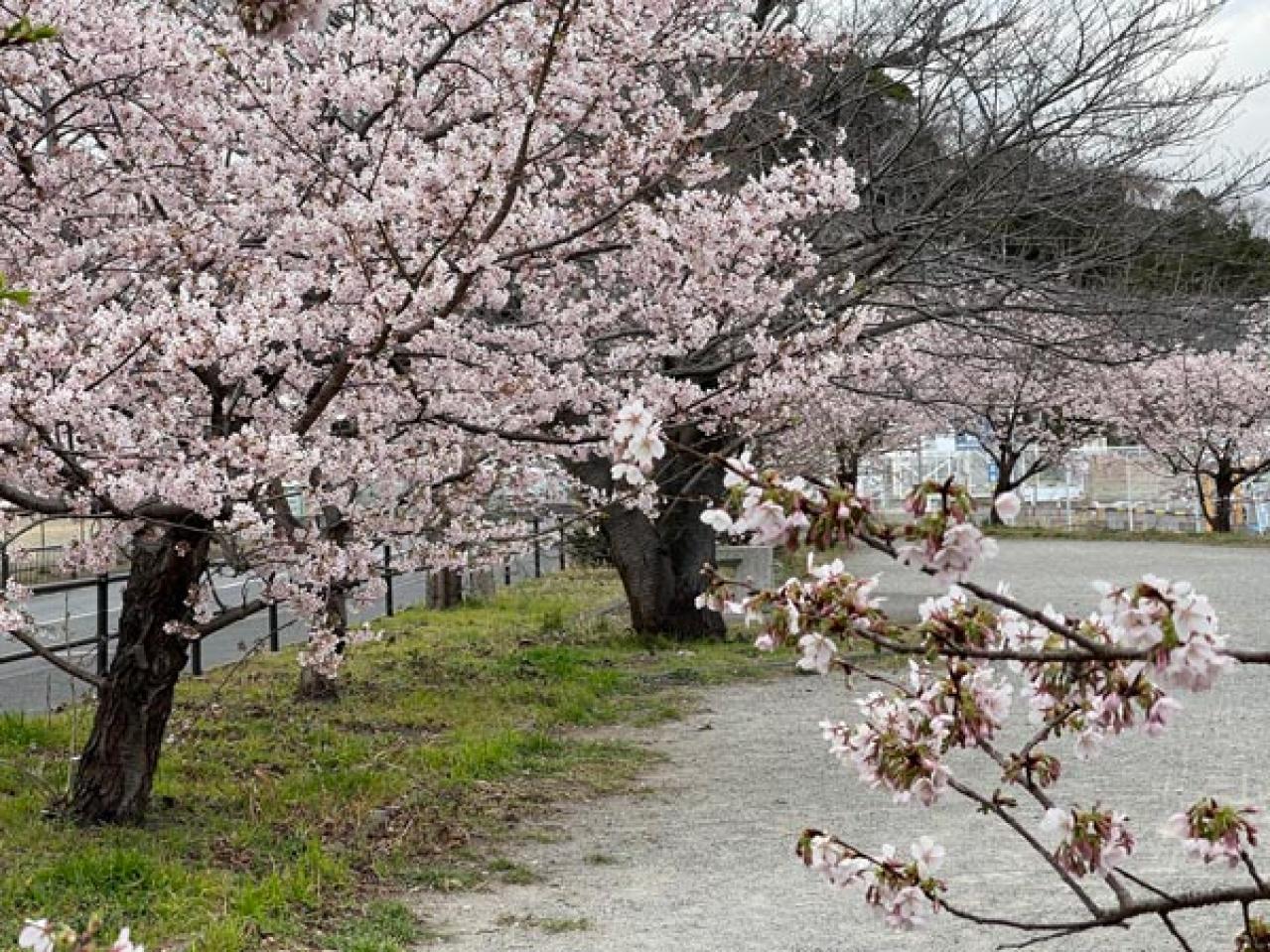 失敗しない桜撮影！スマホで映える9つのテクニックをプロが伝授（画像17）